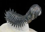 Arched Crotalocephalina Trilobite #39790-4